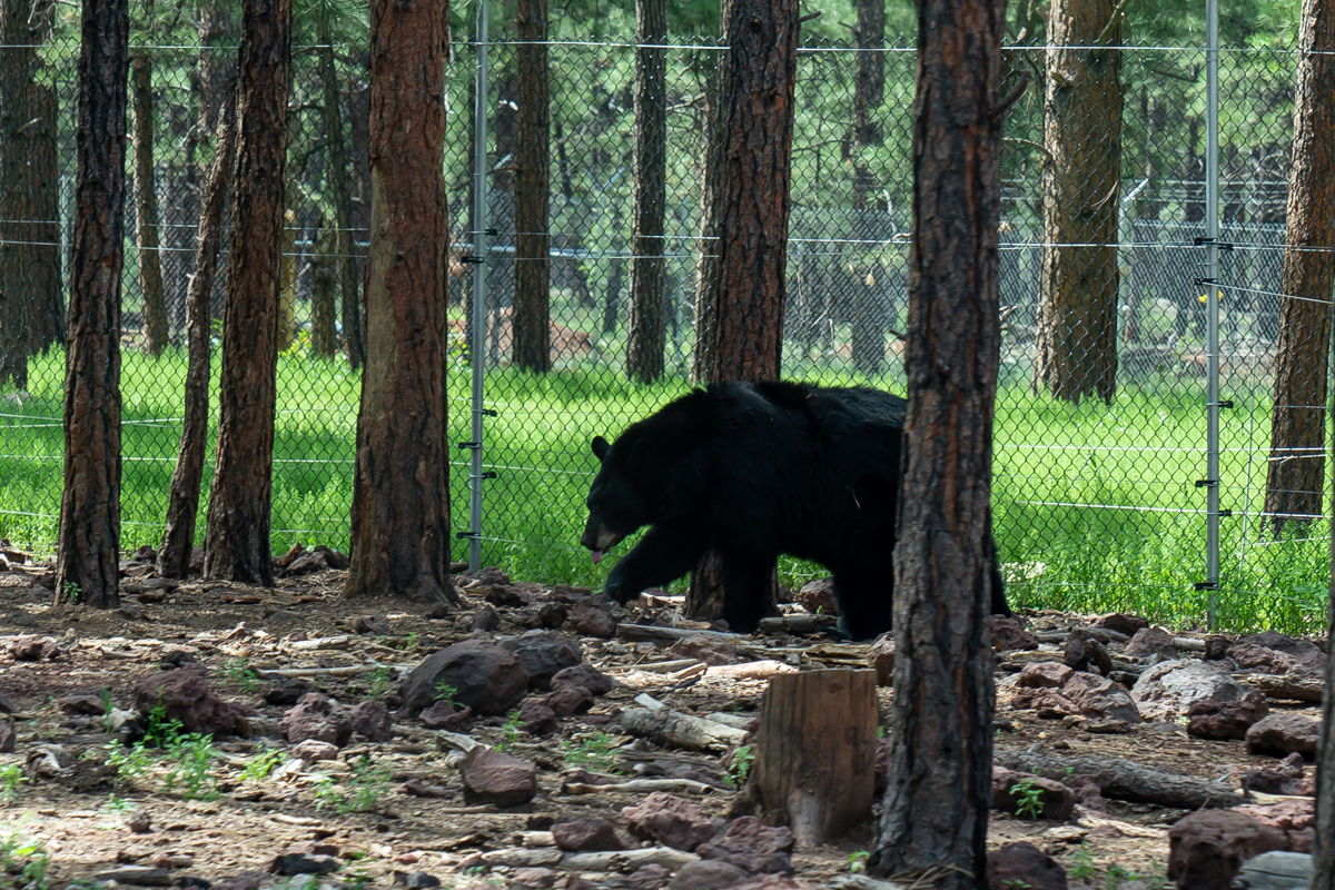 A black bear at Bearizona in Williams, Arizona
