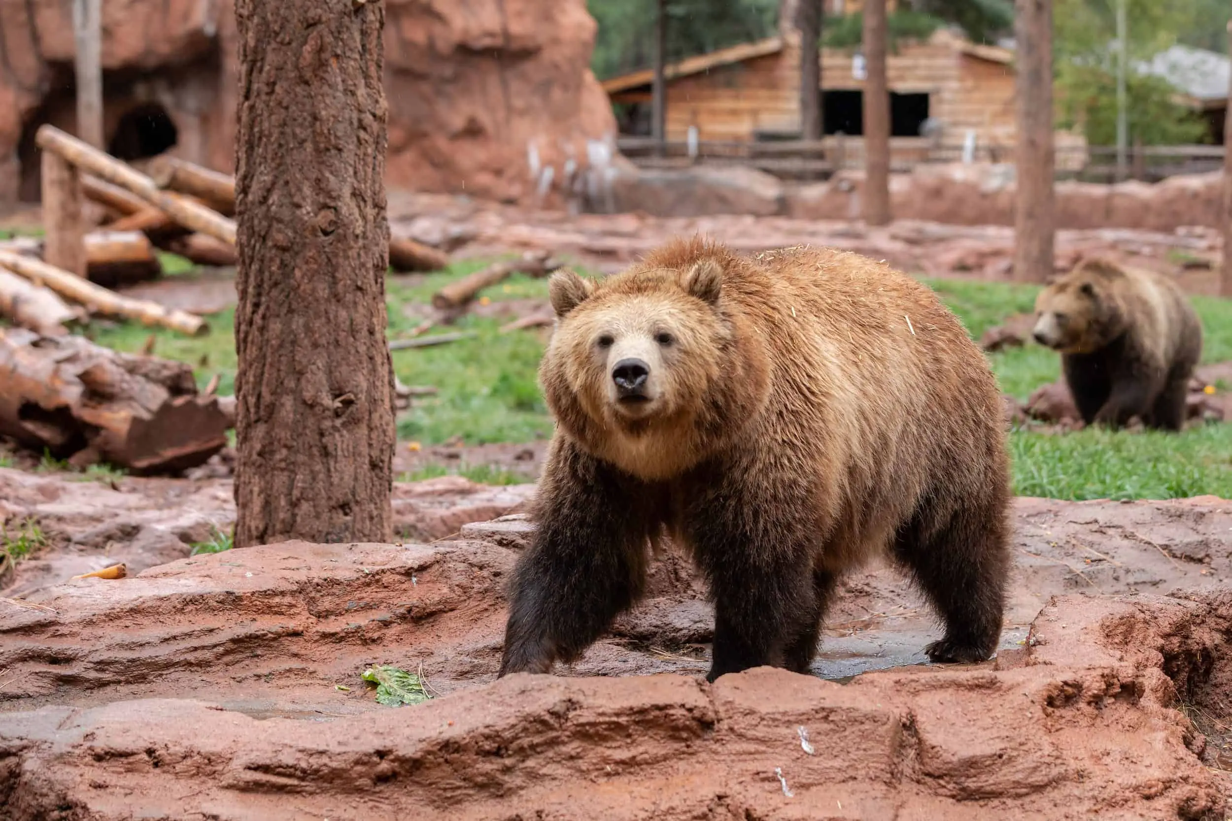 A brown bear at Bearizona in Williams, Arizona