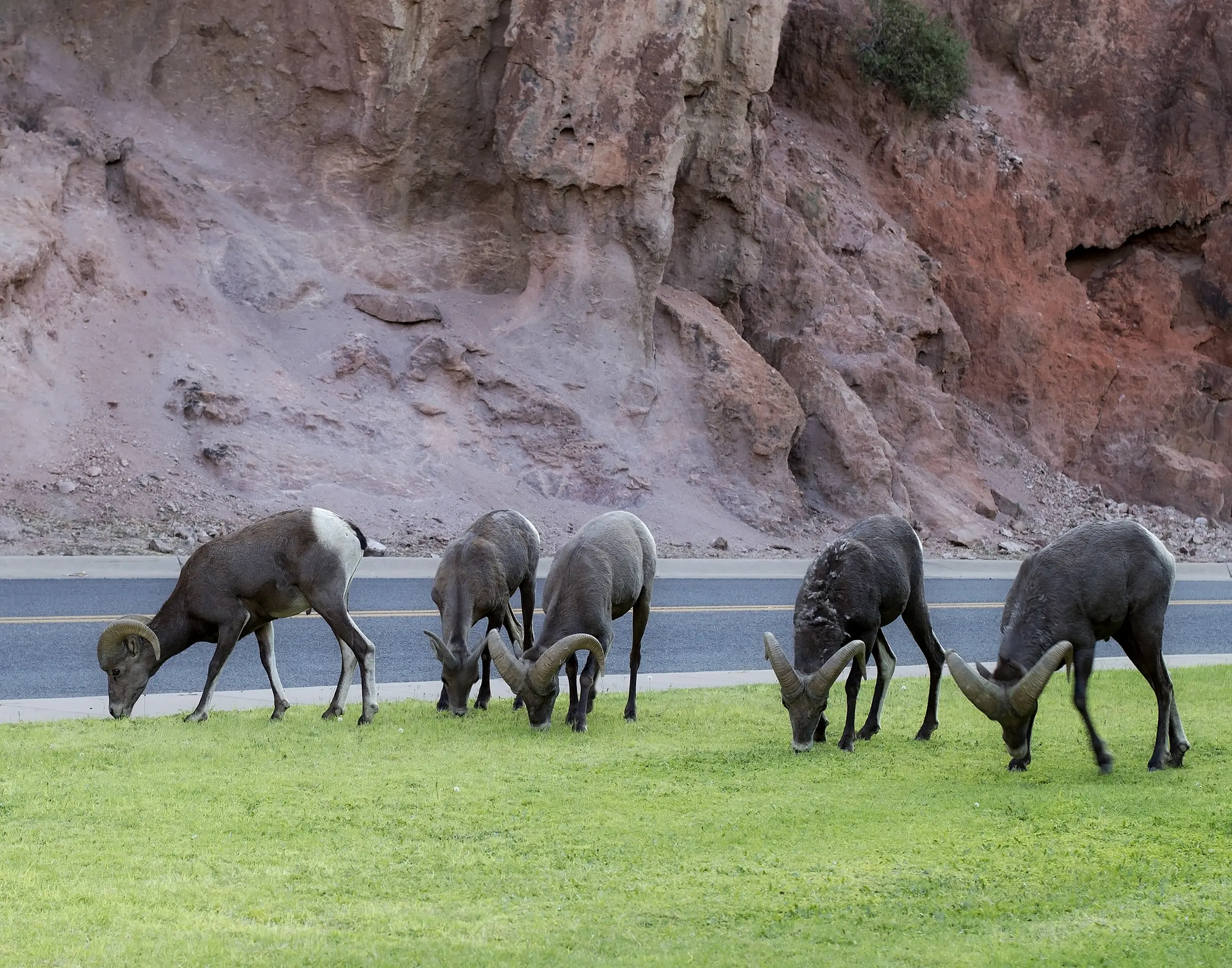 dg-clifton-001 A heard of big horn sheep in Clifton, Arizona