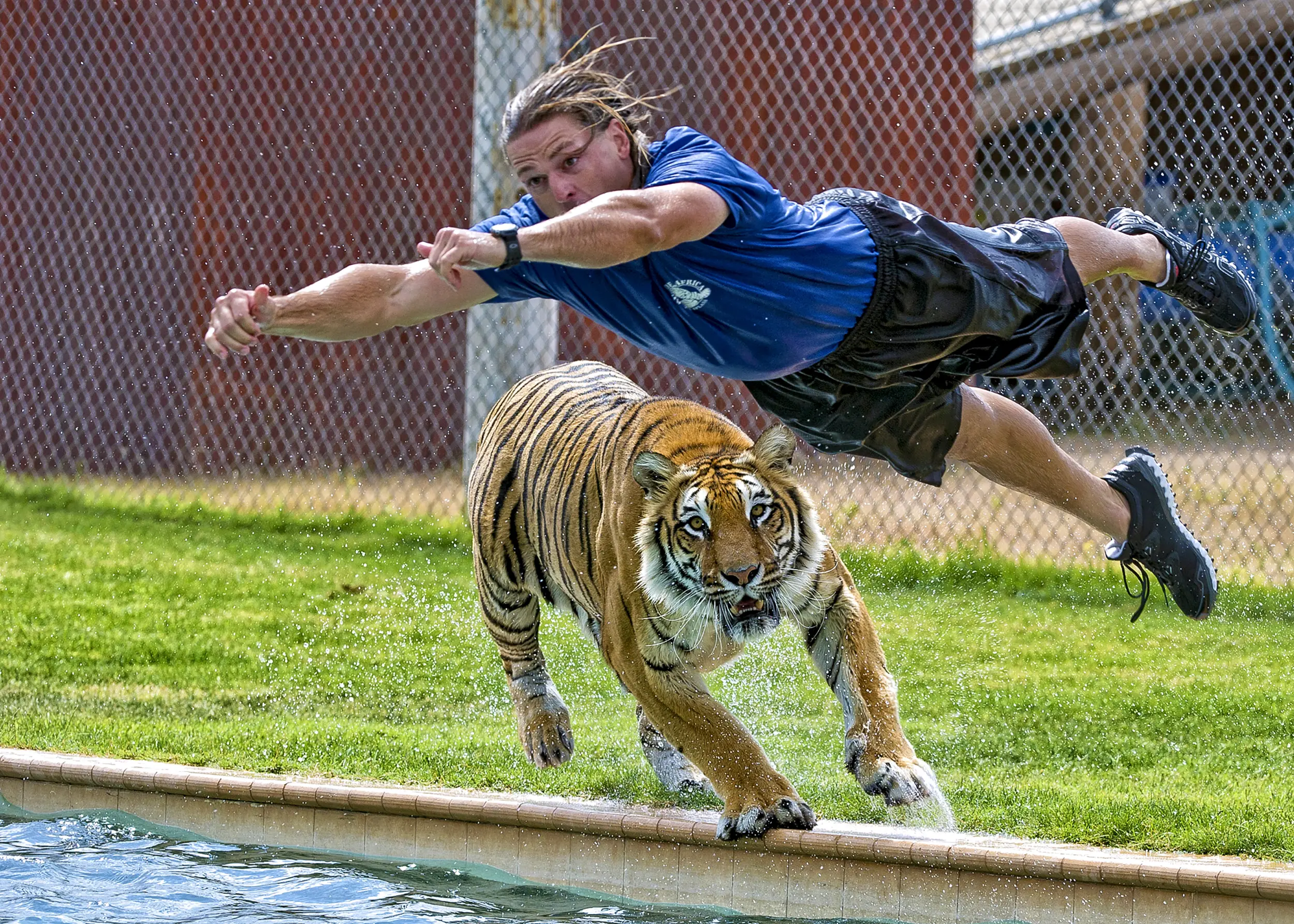 A trainer jumping over a tiger at Out of Africa Wildlife Park
