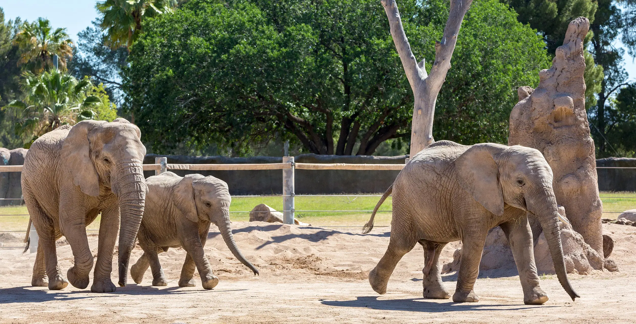 Elephants at Reid Park Zoo